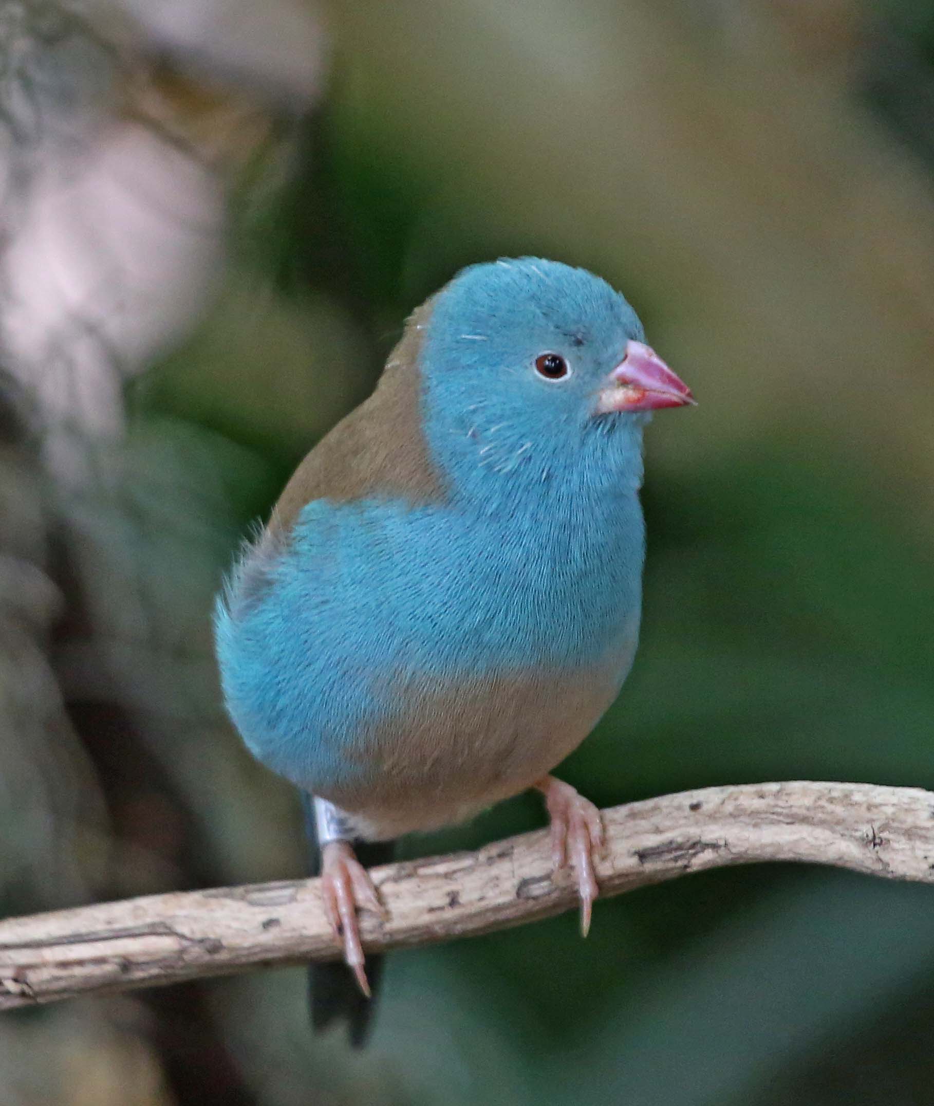 Pictures and information on Blue-capped Cordon-bleu