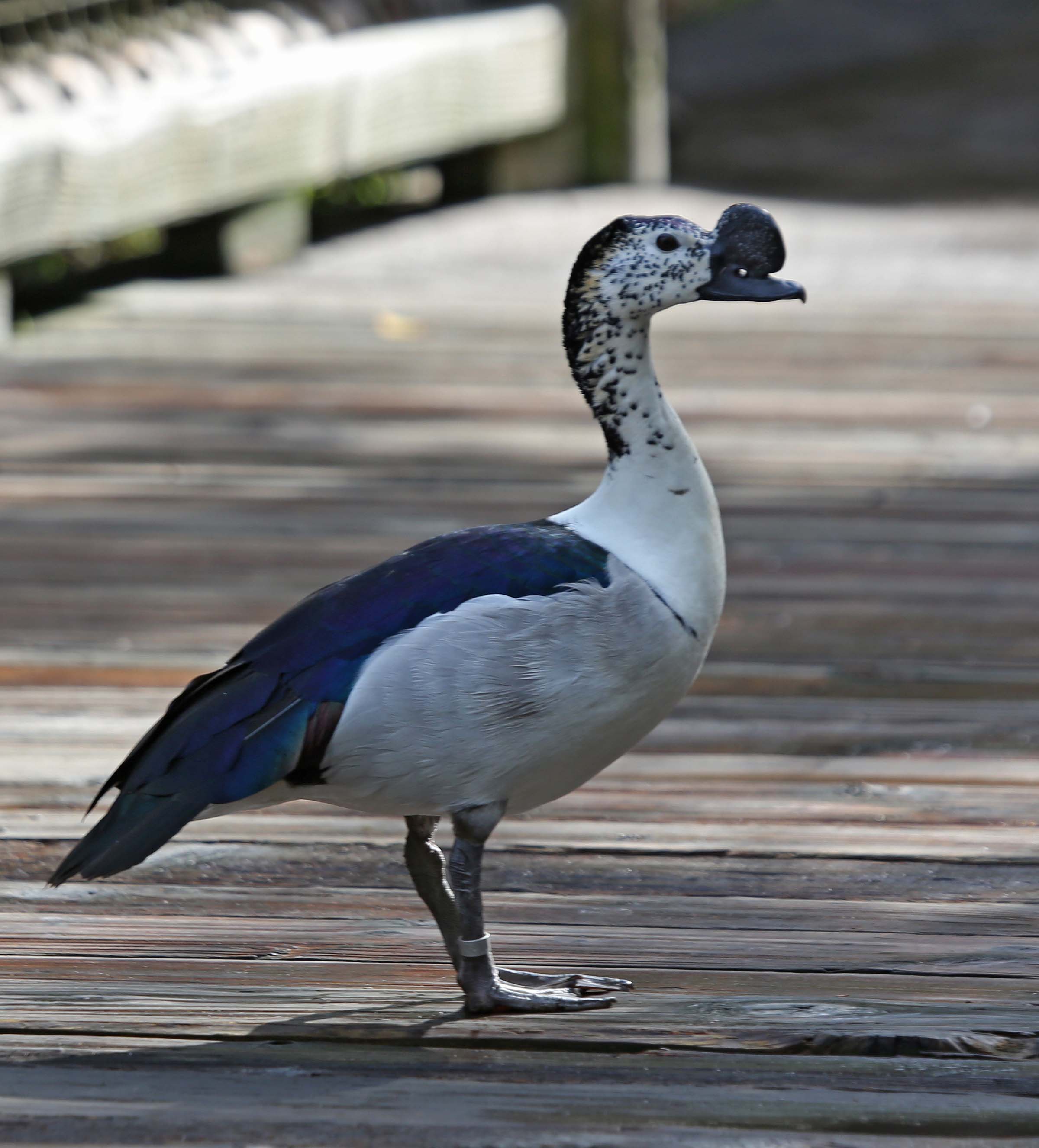 Pictures and information on African Comb Duck