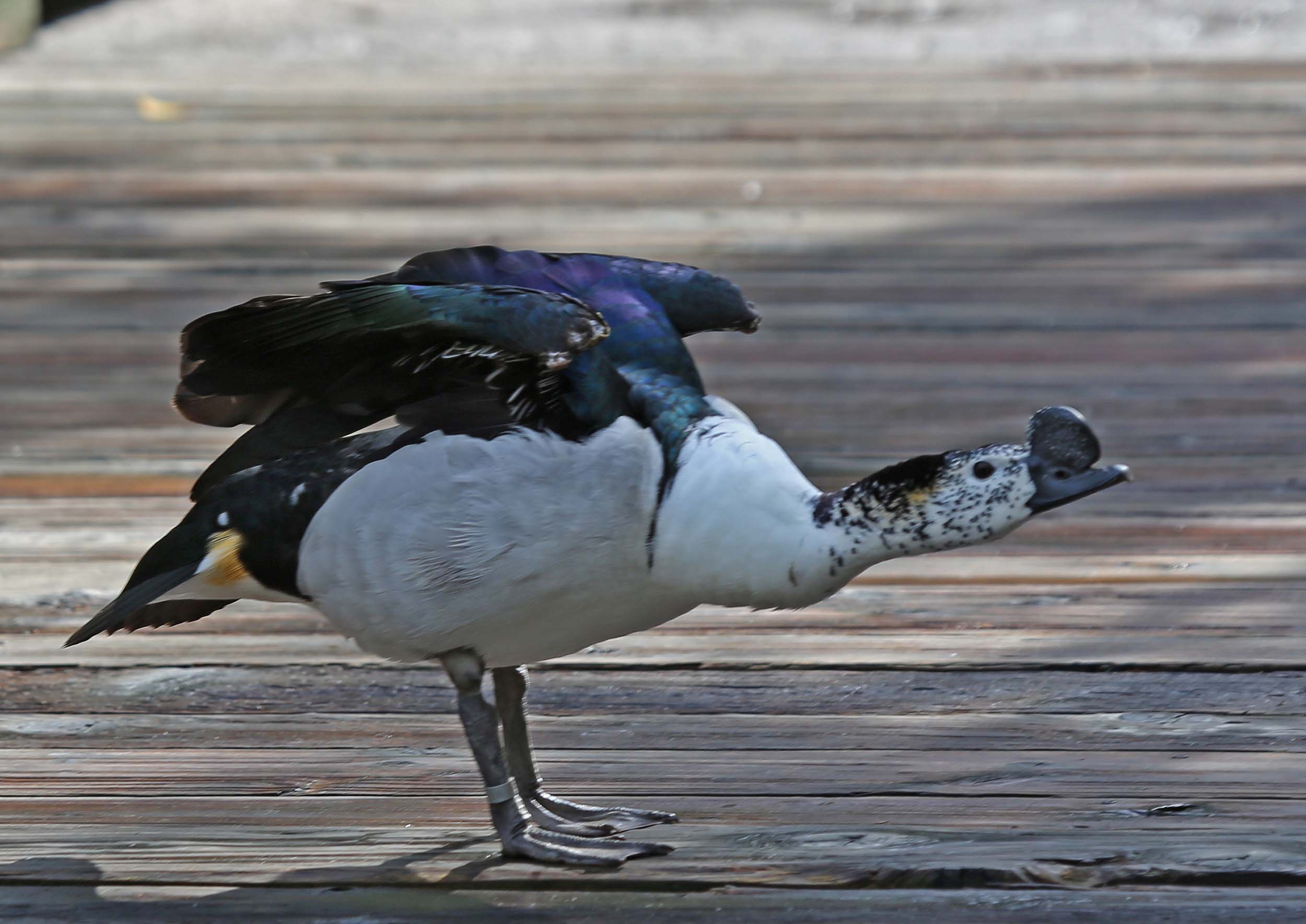 Pictures and information on African Comb Duck