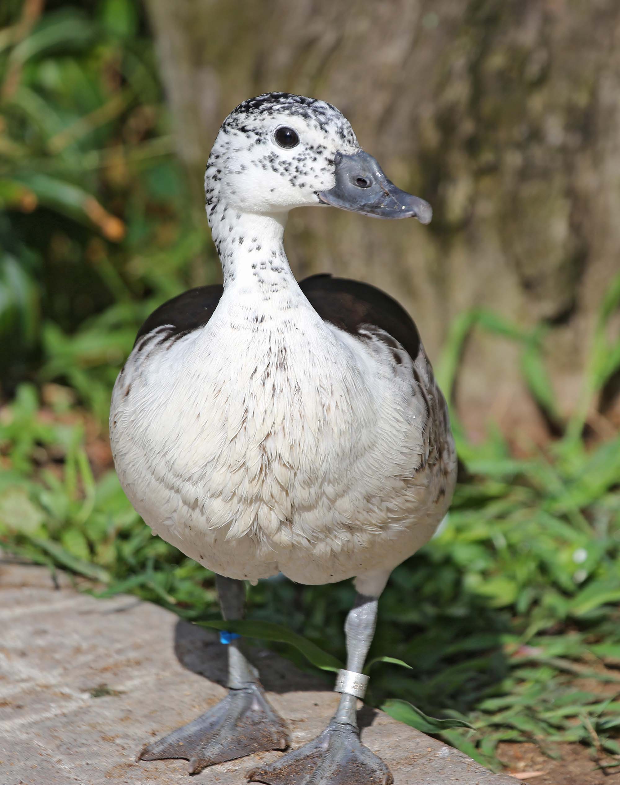 Pictures and information on African Comb Duck