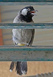 Picture/image of White-eared Bulbul