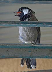 Picture/image of White-eared Bulbul