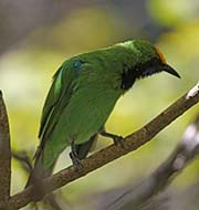 Picture/image of Golden-fronted Leafbird