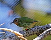 Picture/image of Purple Honeycreeper