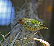 Picture/image of Purple Honeycreeper