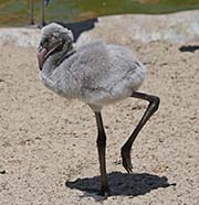 Picture/image of American Flamingo
