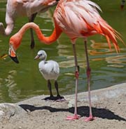 Picture/image of American Flamingo