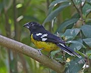 Picture/image of Black-backed Grosbeak