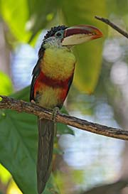 Picture/image of Curl-crested Aracari