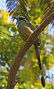 Picture/image of Blue-crowned Motmot