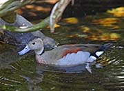 Picture/image of Ringed Teal