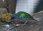 Picture/image of Tricolored Parrotfinch