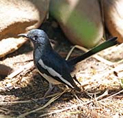 Picture/image of Oriental Magpie-Robin