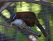 Picture/image of Chestnut-backed Scimitar-Babbler