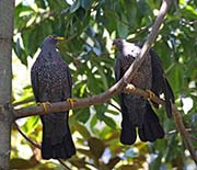Picture/image of African Olive Pigeon