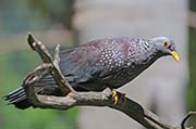 Picture/image of African Olive Pigeon