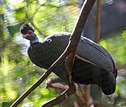 Picture/image of Crested Guineafowl