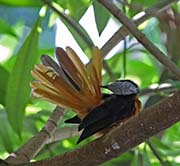 Picture/image of White-crowned Robin-Chat
