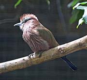 Picture/image of Purple Roller