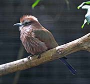 Picture/image of Purple Roller