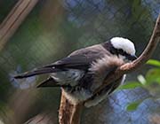 Picture/image of White-crowned Shrike