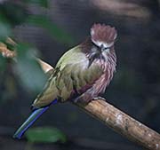 Picture/image of Purple Roller