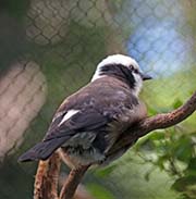 Picture/image of White-crowned Shrike