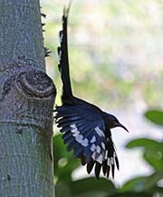 Picture/image of Green Woodhoopoe