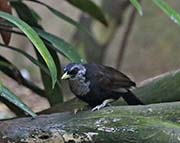 Picture/image of Capuchin Babbler