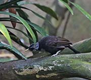 Picture/image of Capuchin Babbler