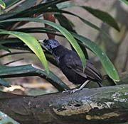 Picture/image of Capuchin Babbler
