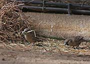 Picture/image of Sociable Weaver