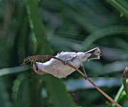 Picture/image of Beautiful Sunbird