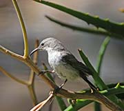 Picture/image of Beautiful Sunbird