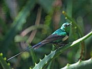 Picture/image of Beautiful Sunbird