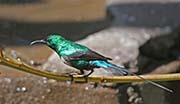 Picture/image of Beautiful Sunbird