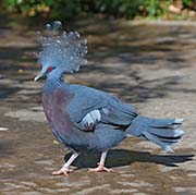 Picture/image of Victoria Crowned-Pigeon