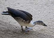 Picture/image of African Comb Duck