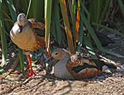 Picture/image of Orinoco Goose
