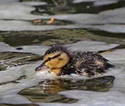 Picture/image of Mallard