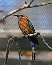Picture/image of White-fronted Bee-eater