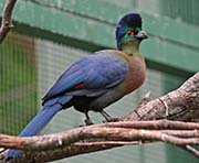 Picture/image of Purple-crested Turaco