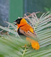 Picture/image of Orange Bishop