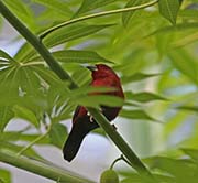 Picture/image of African Firefinch