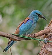 Picture/image of European Roller