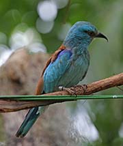 Picture/image of European Roller