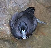 Picture/image of Maccoa Duck