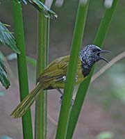 Picture/image of Oriole Warbler