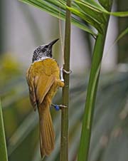Picture/image of Oriole Warbler