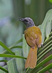 Picture/image of Oriole Warbler